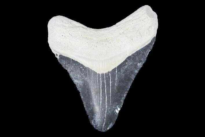 Bone Valley Megalodon Tooth - Florida #99851